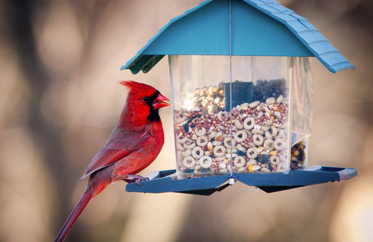 red bird on a feeder