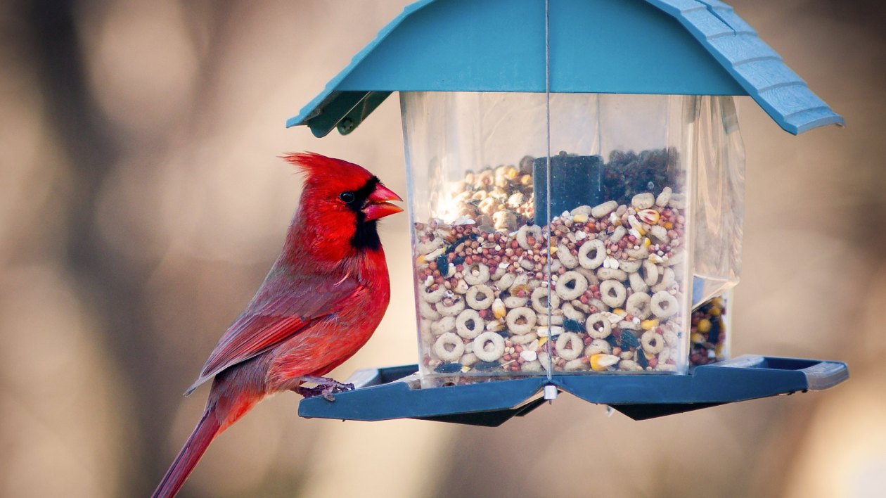 red bird on a feeder