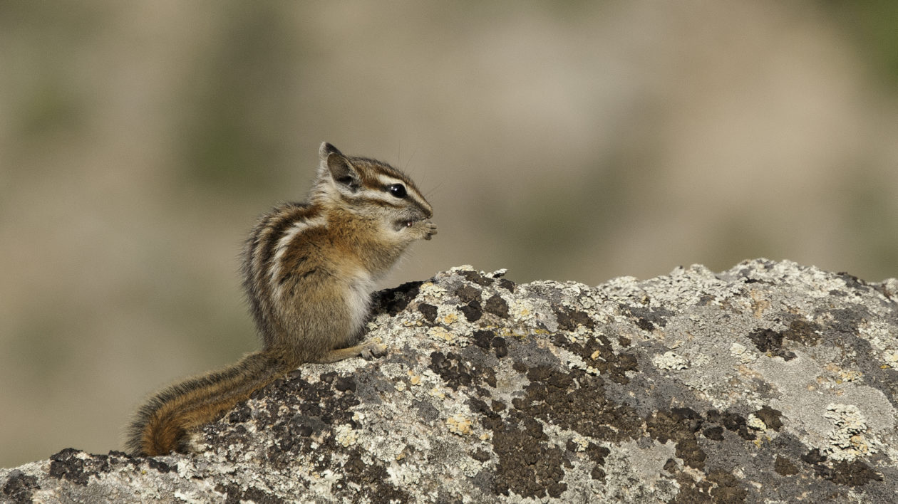 small mammal on a rock