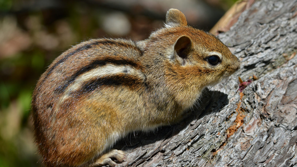 Western Chipmunk