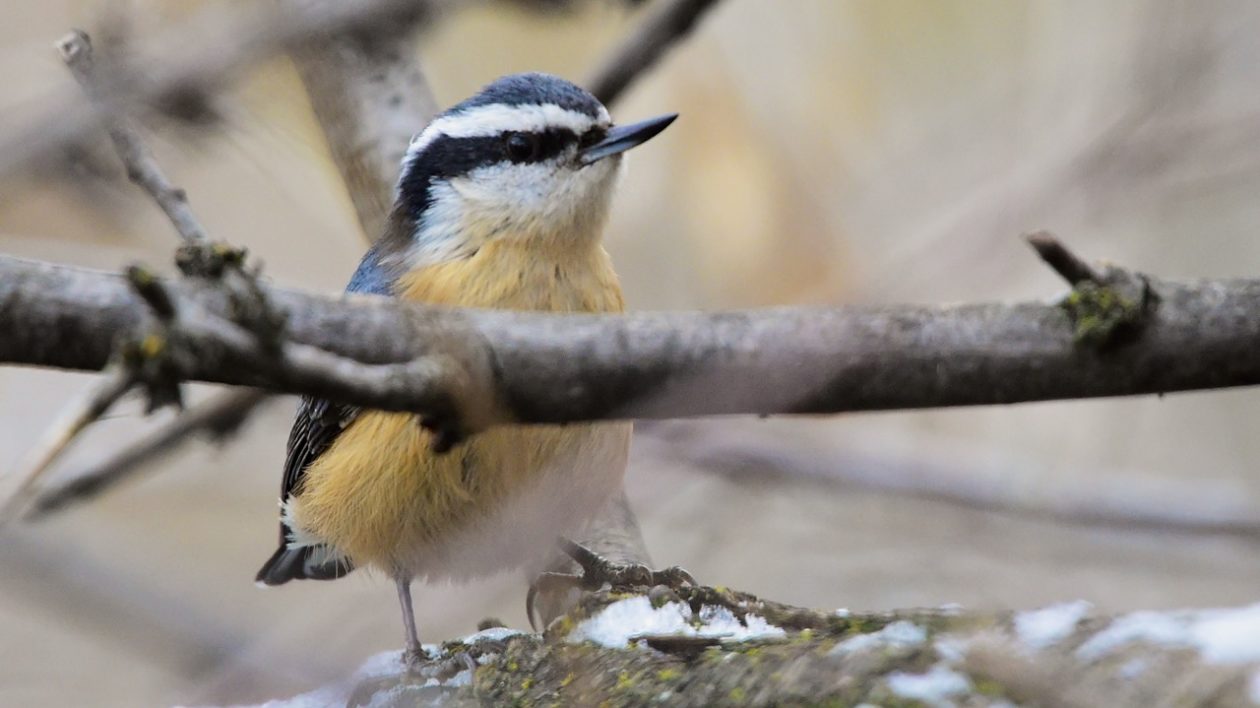 small bird with red breast and black stripe through eye