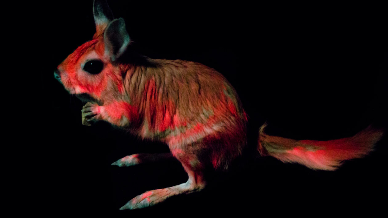 When Mammals Glow in the Dark