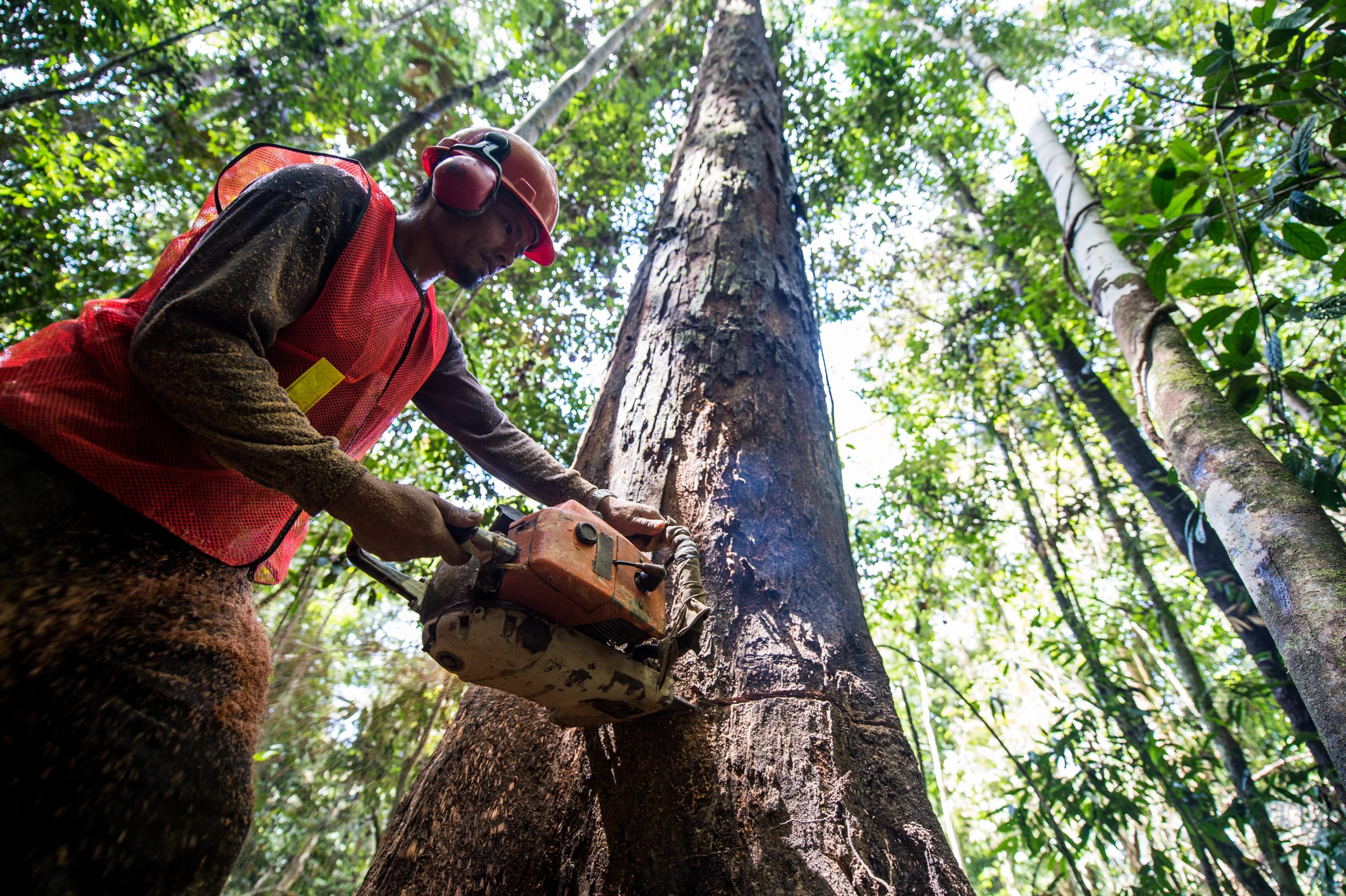Logging Man Listening to Forests After Logging - Cool Green Science