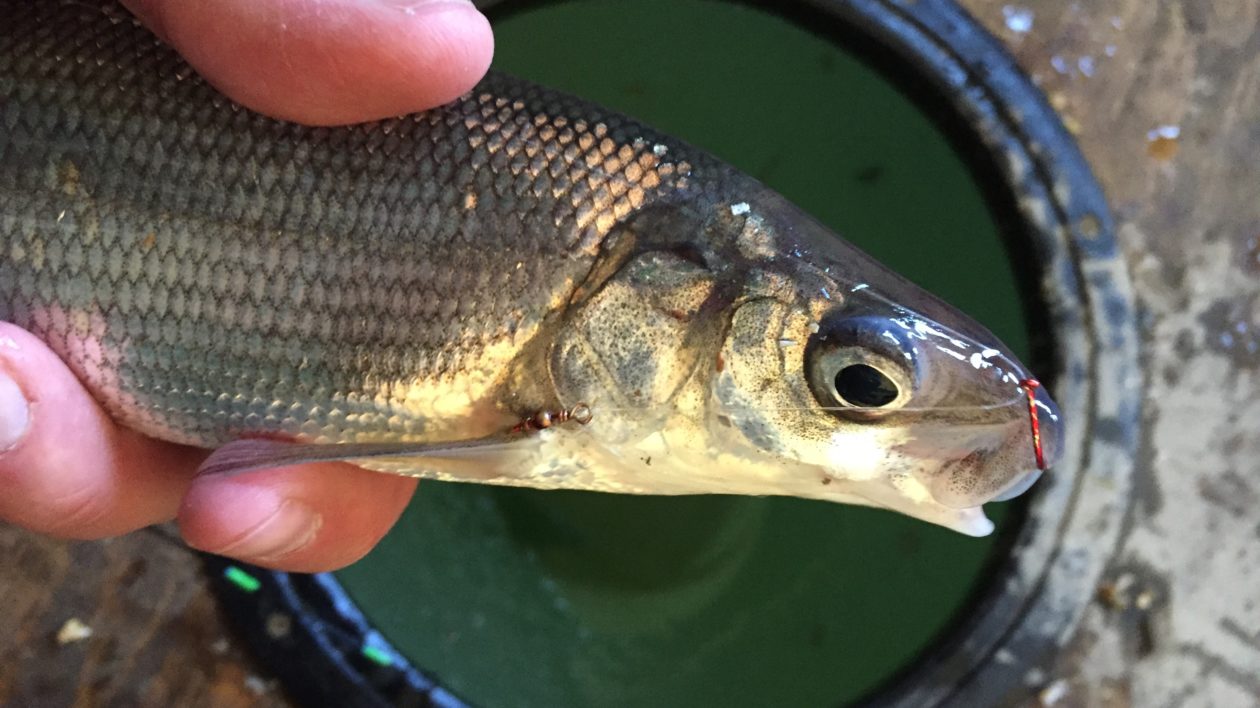 Angry Sturgeon Lures