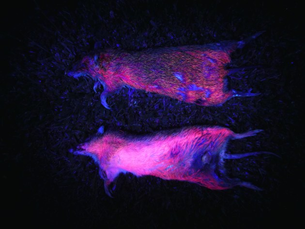 More Mammals Can Glow in the Dark Than Previously Thought