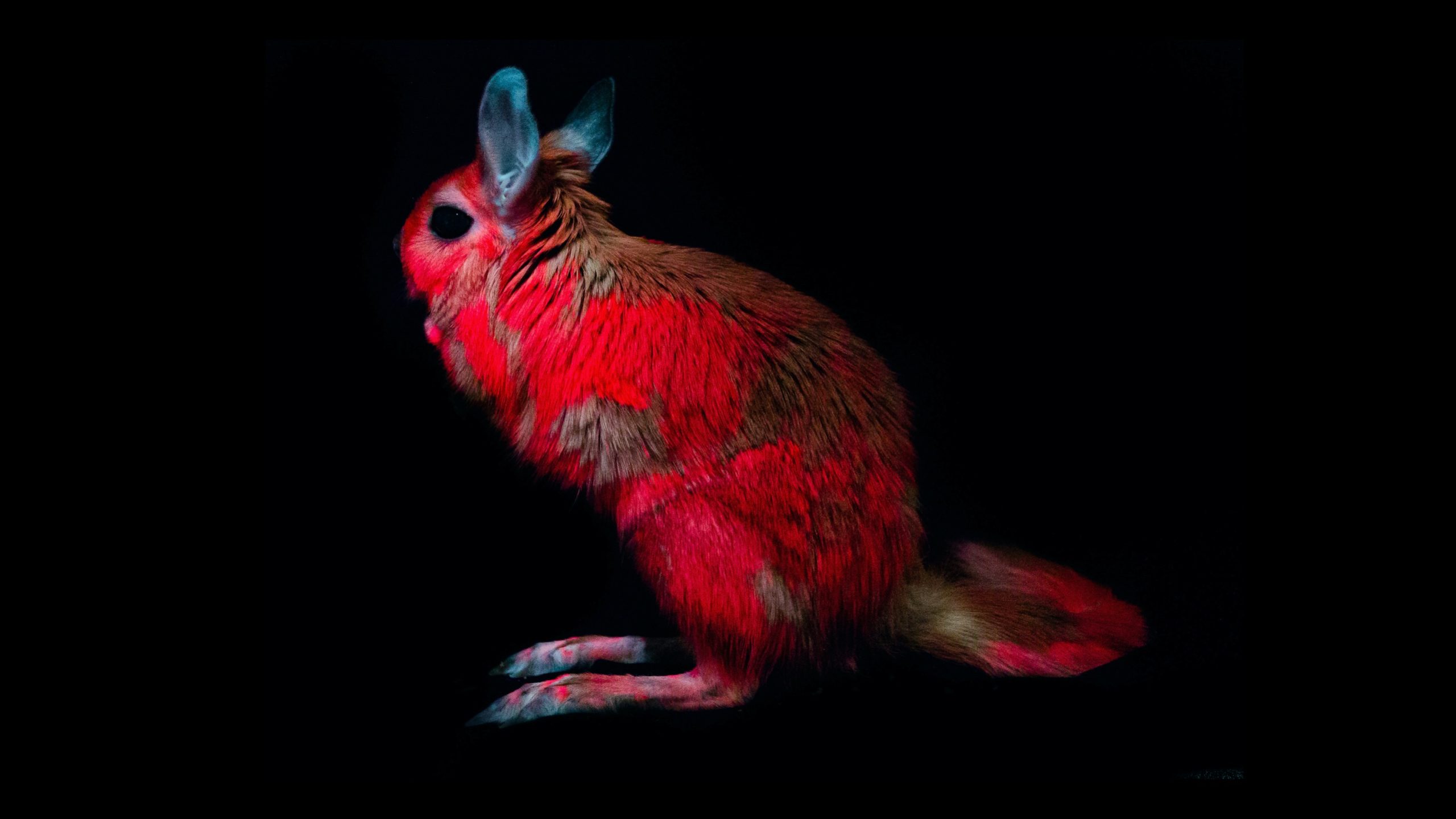 When Mammals Glow in the Dark