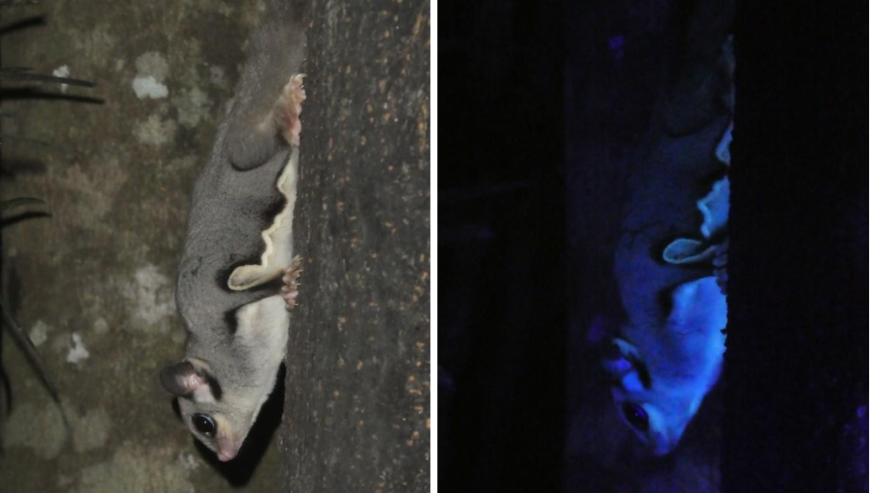 At Least 125 Species of Mammals Glow under Ultraviolet Light, New Study  Reveals