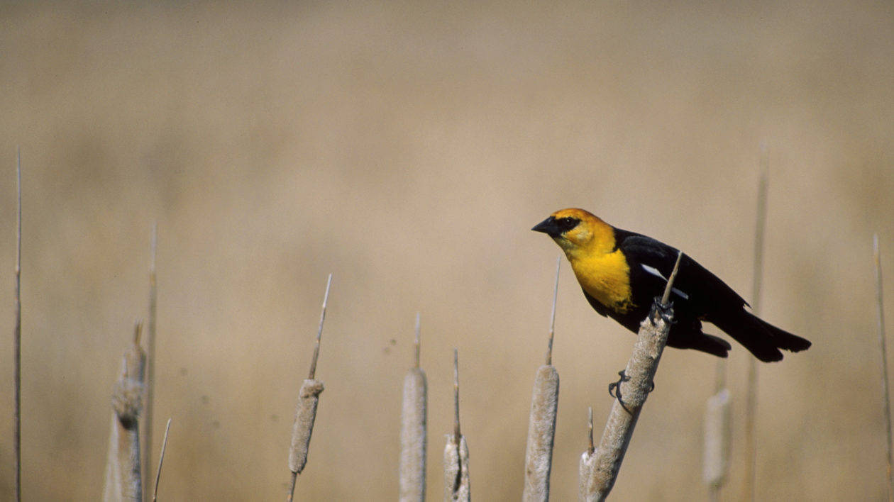 black bird with yellow head