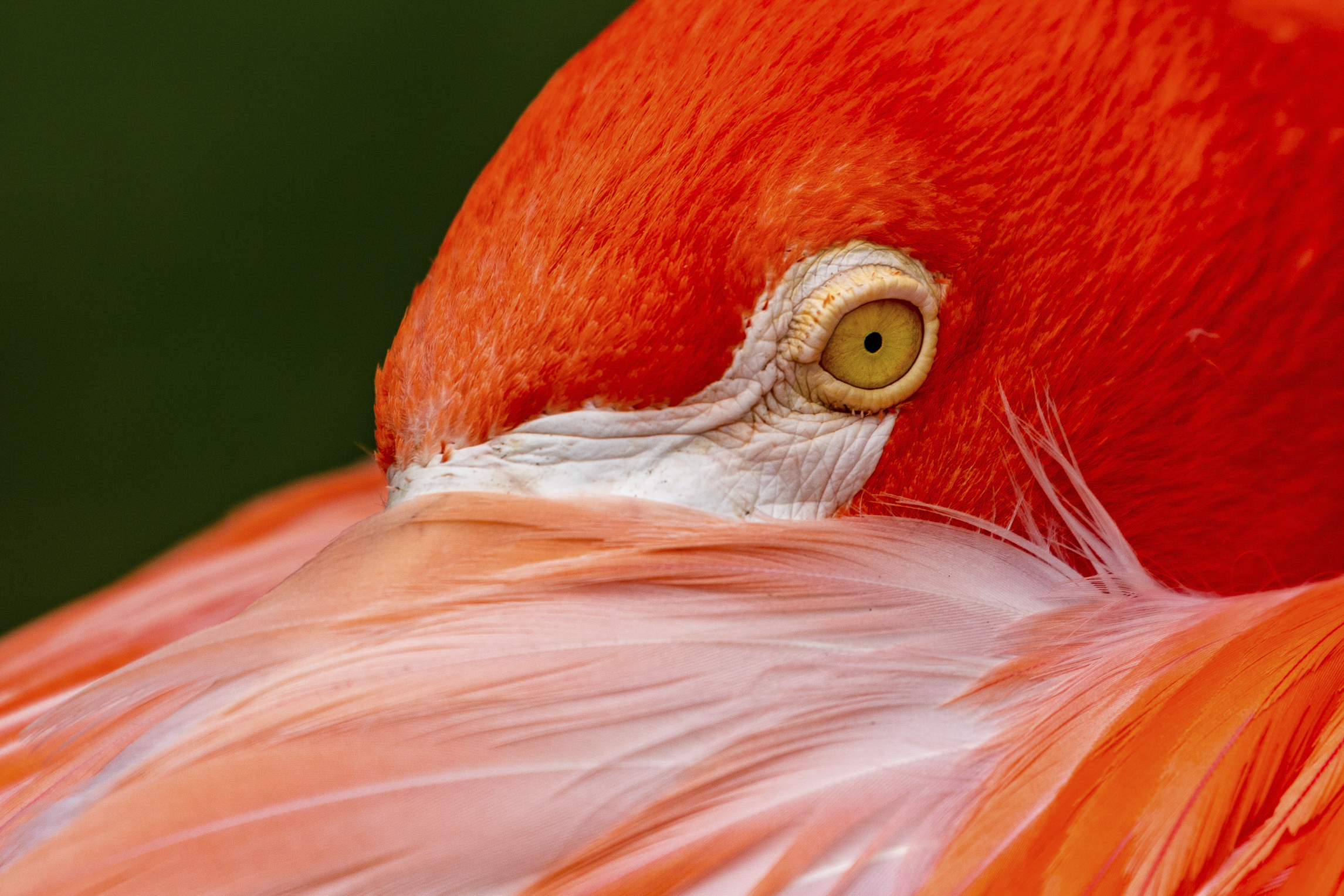 close up of flamingo face