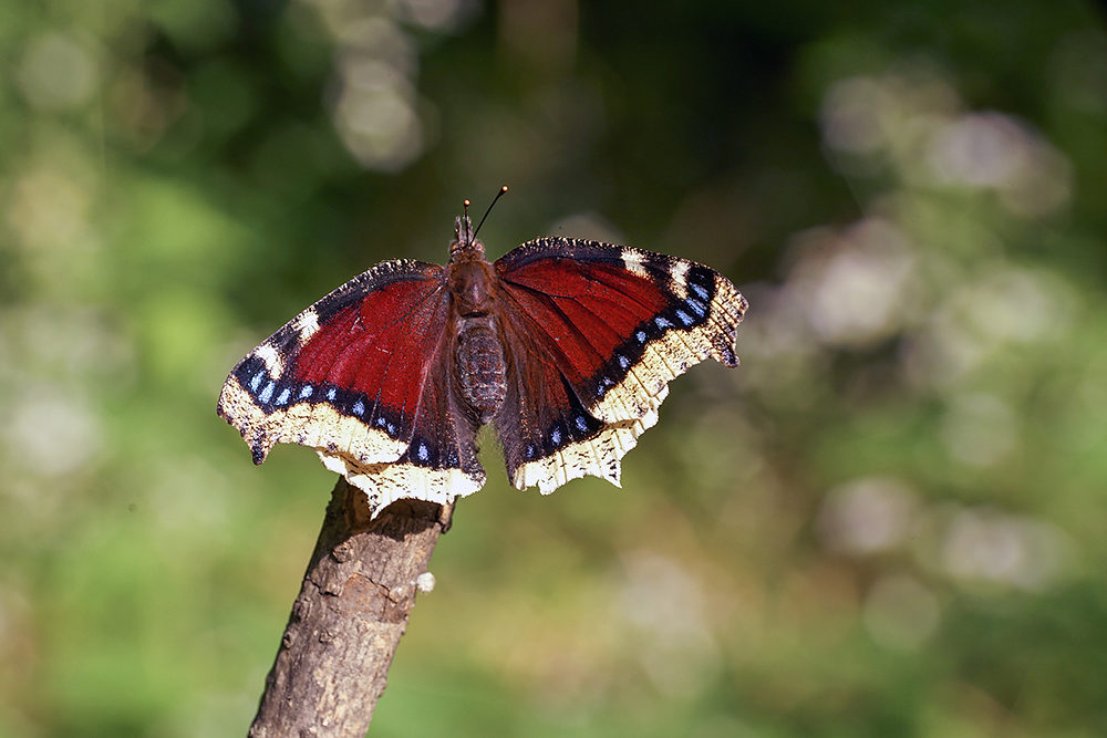 A beginner's guide to butterfly watching