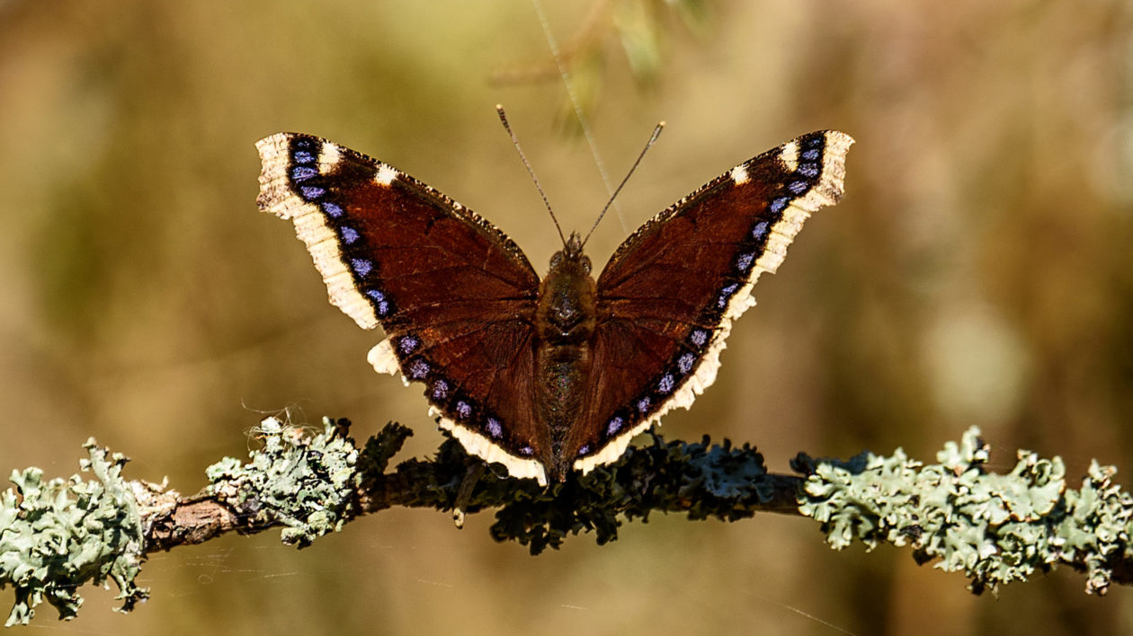 spring butterfly