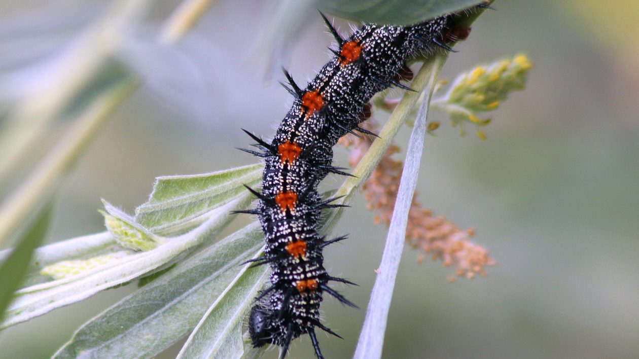 caterpillar on a leaf