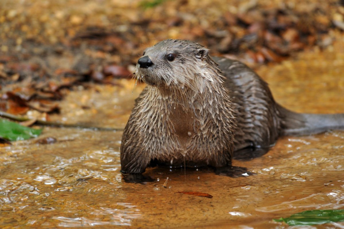 River otter wading in a clear, shallow creek. Its body is brown and visible from head to tail.