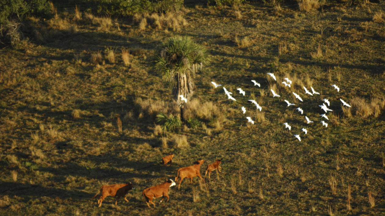 birds flying over a field