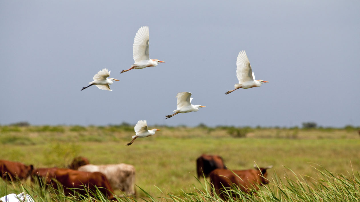 How Cattle Egrets Took Over the World