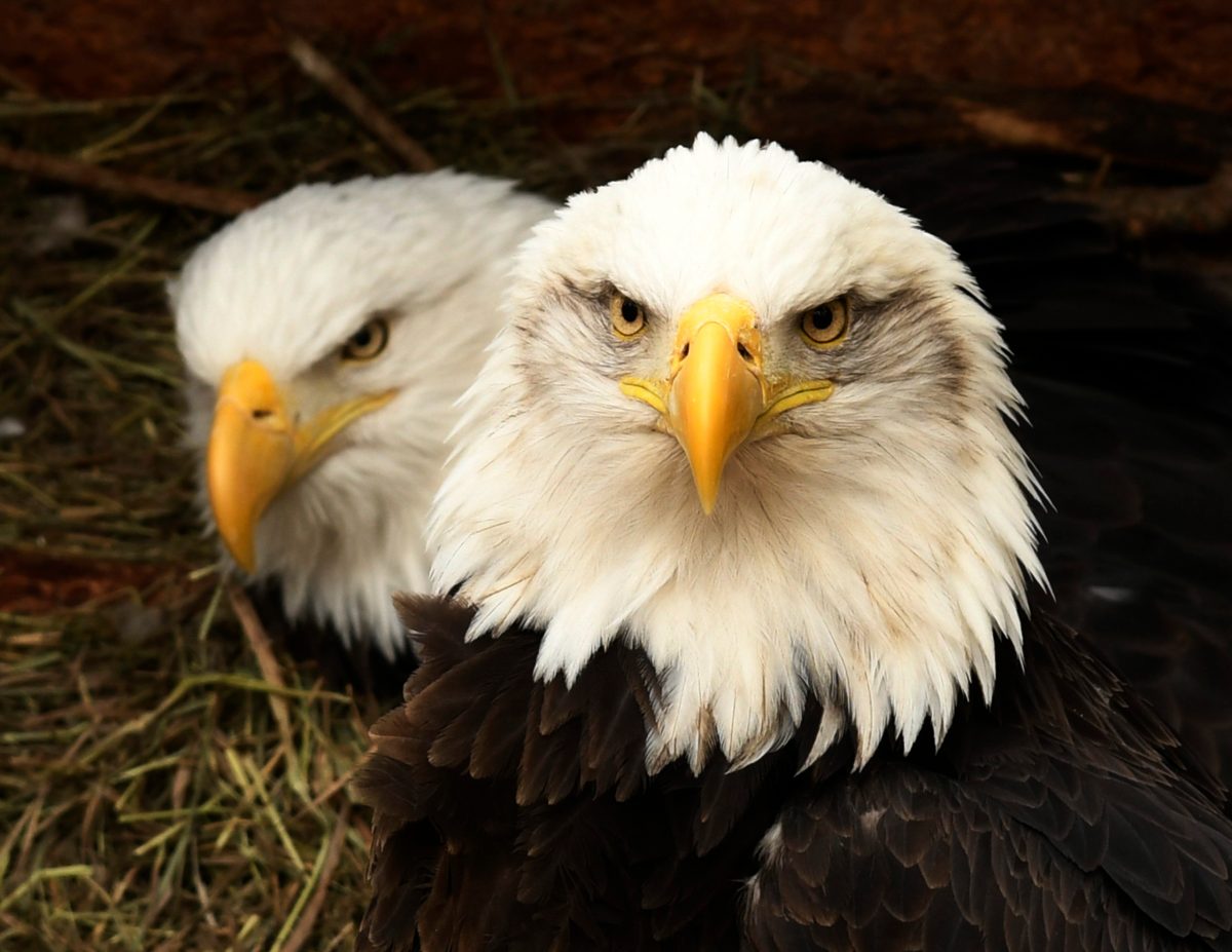 Two bald eagles