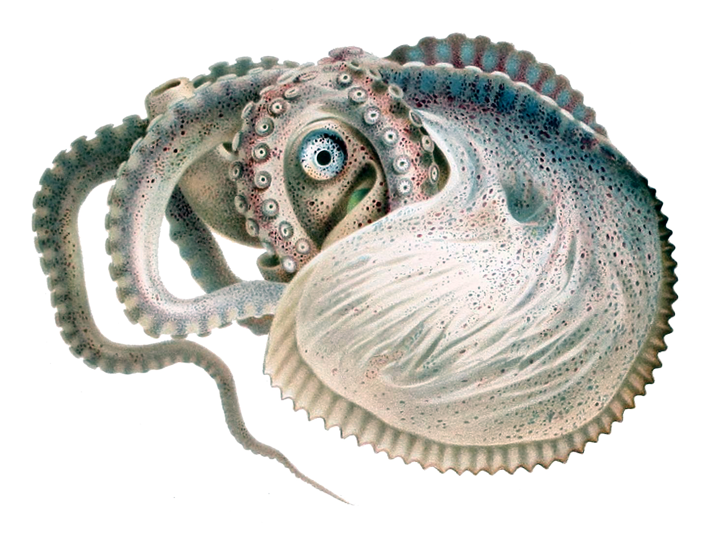 Meet the Argonaut, The World's Weirdest Octopus