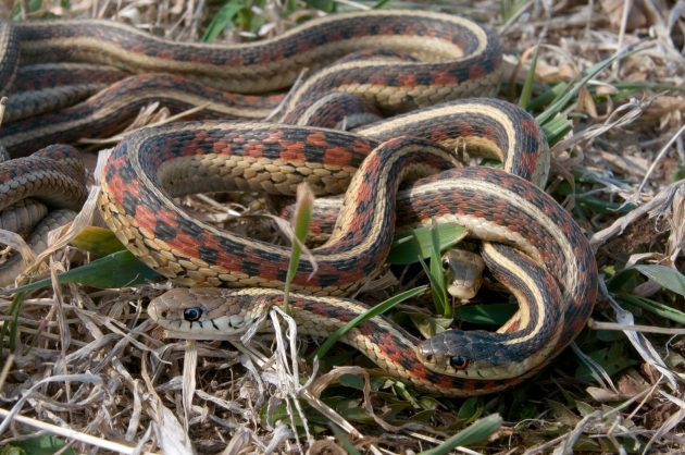 5 Great North American Wildlife Hatchings (and Emergences)