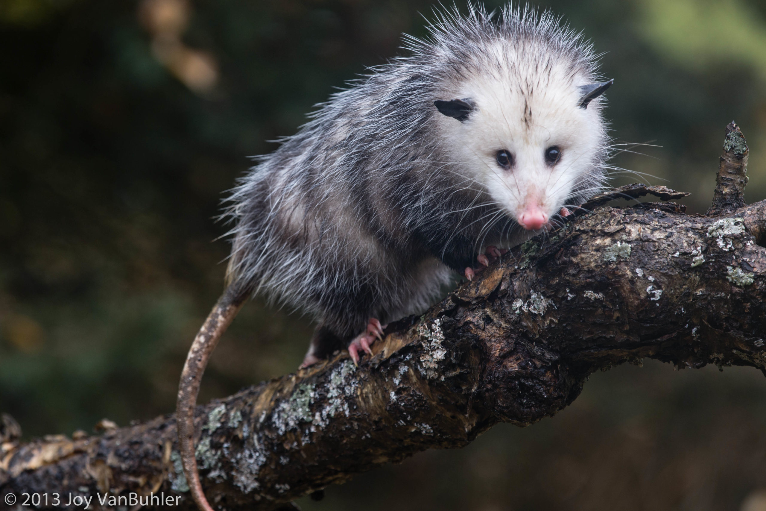 can possums eat dog food