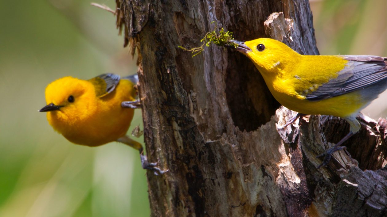 image of two warblers
