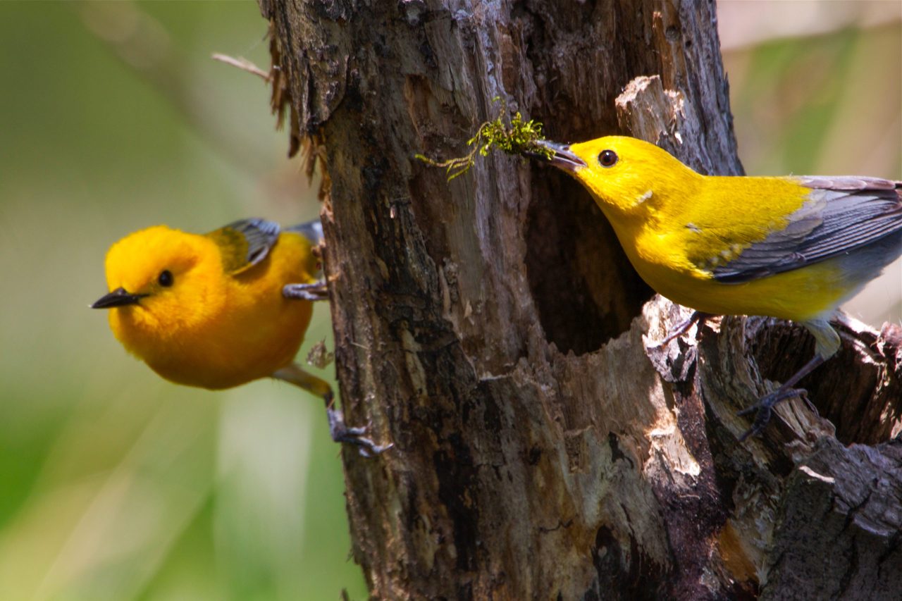 image of two warblers