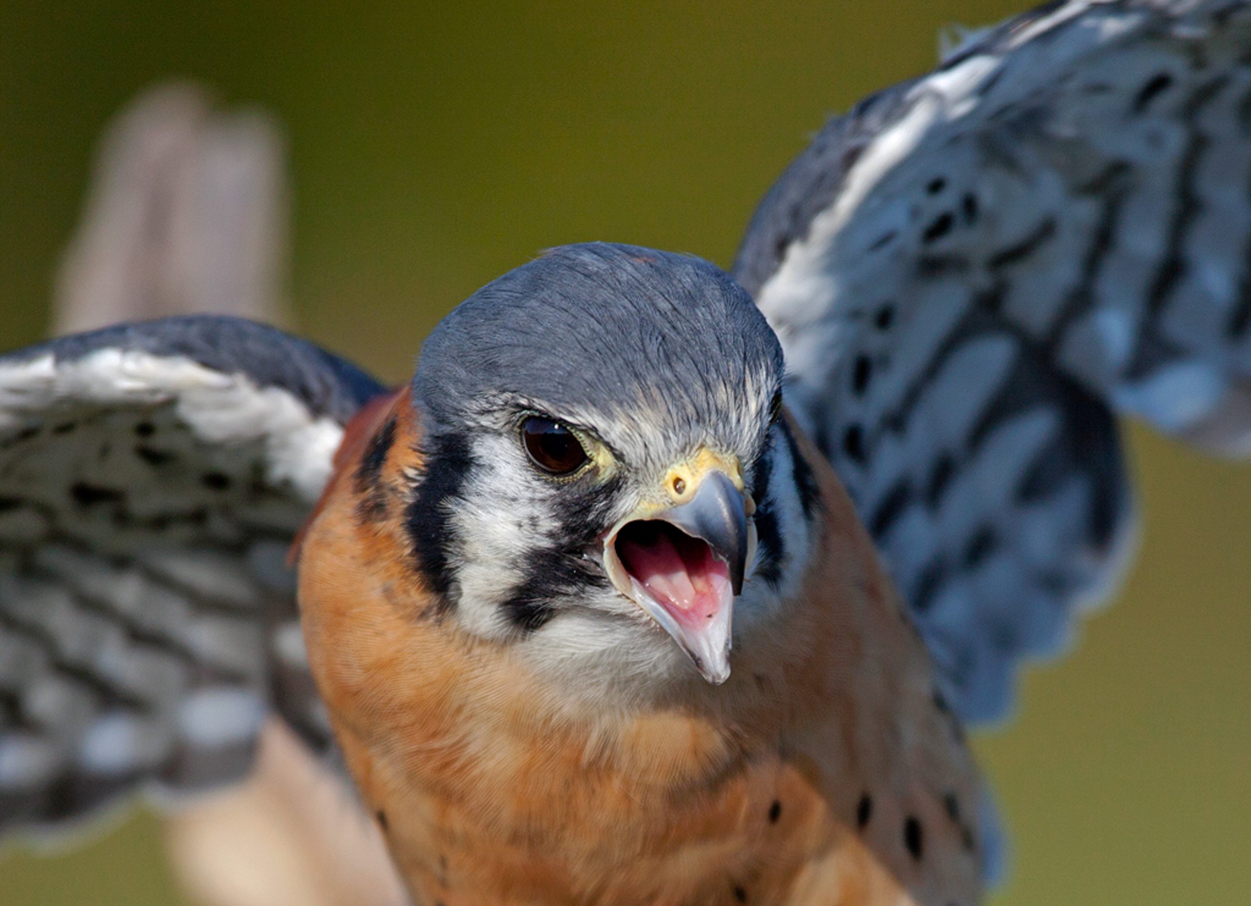 Falconry Bird Control  Willows Bird of Prey Centre