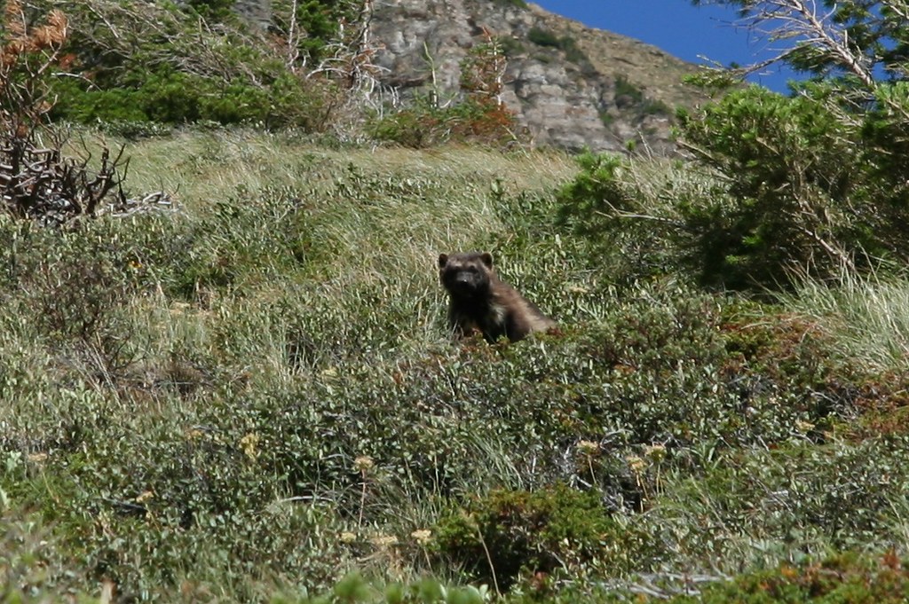 dark mammal in a field