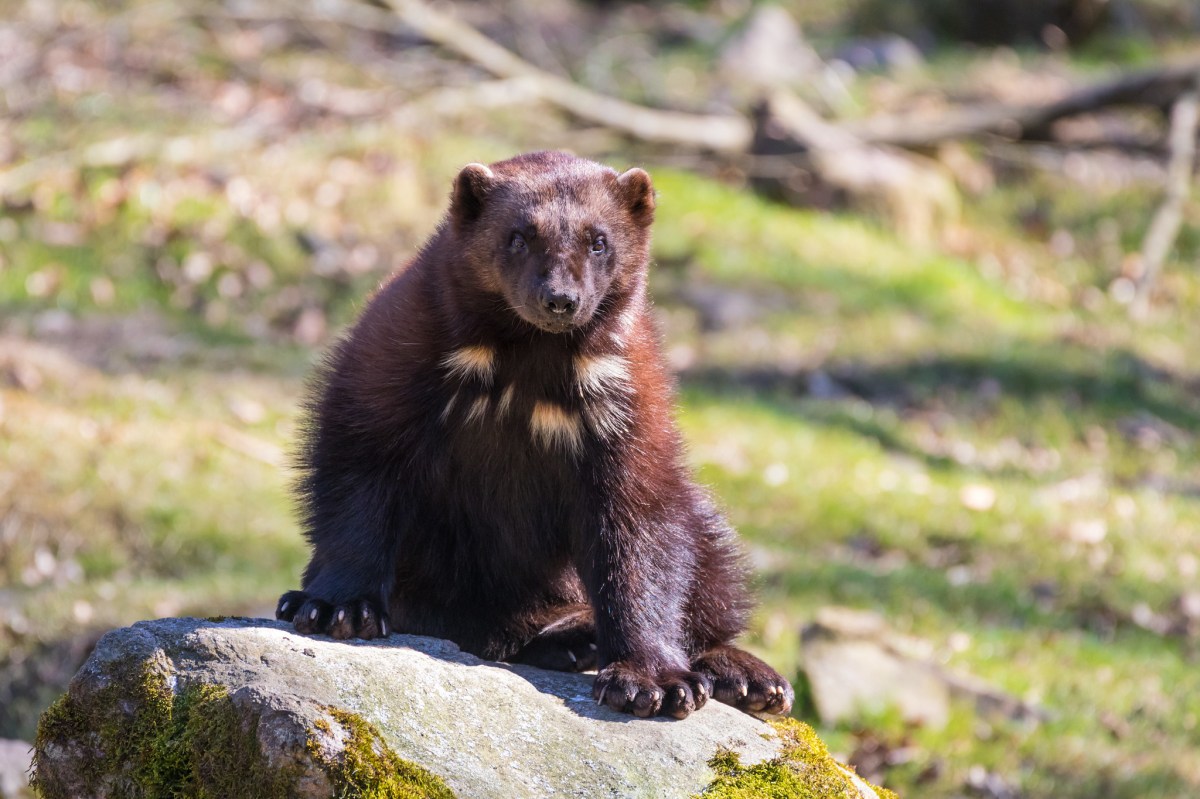 dark mammal sitting on a rock in the sun