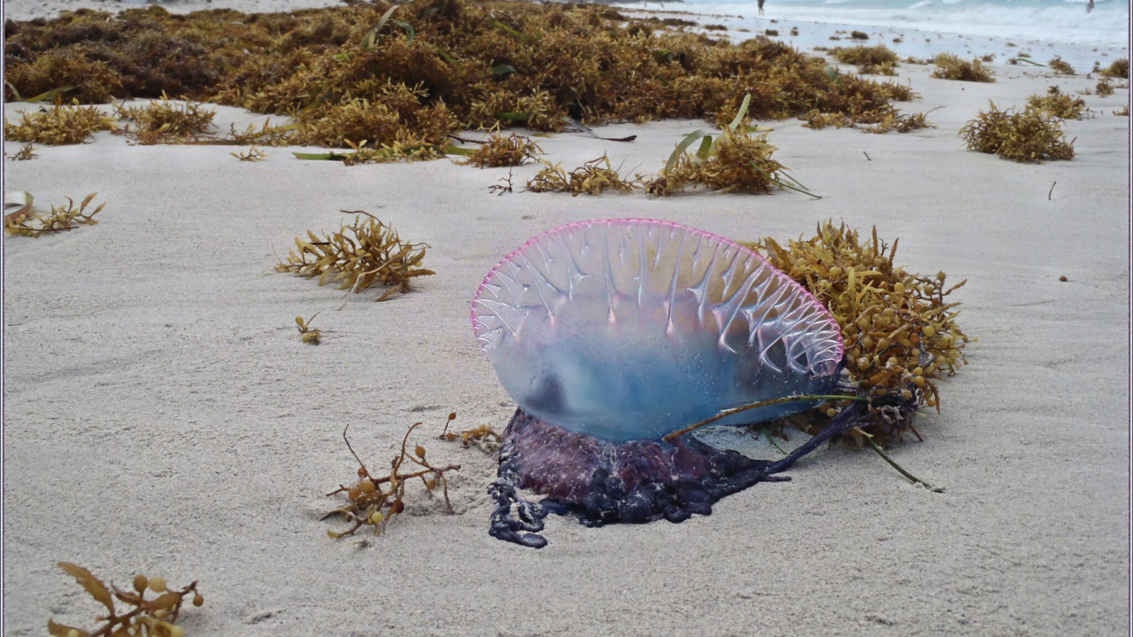 blue jellyfish on the beach
