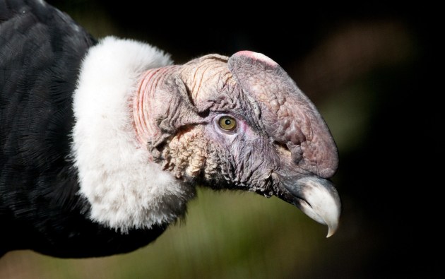 Move Over Bald Eagle: Meet 12 of the World’s Coolest National Birds