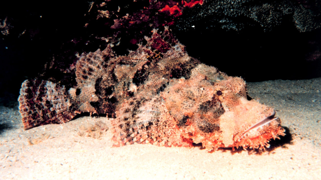 brown fish on the seafloor