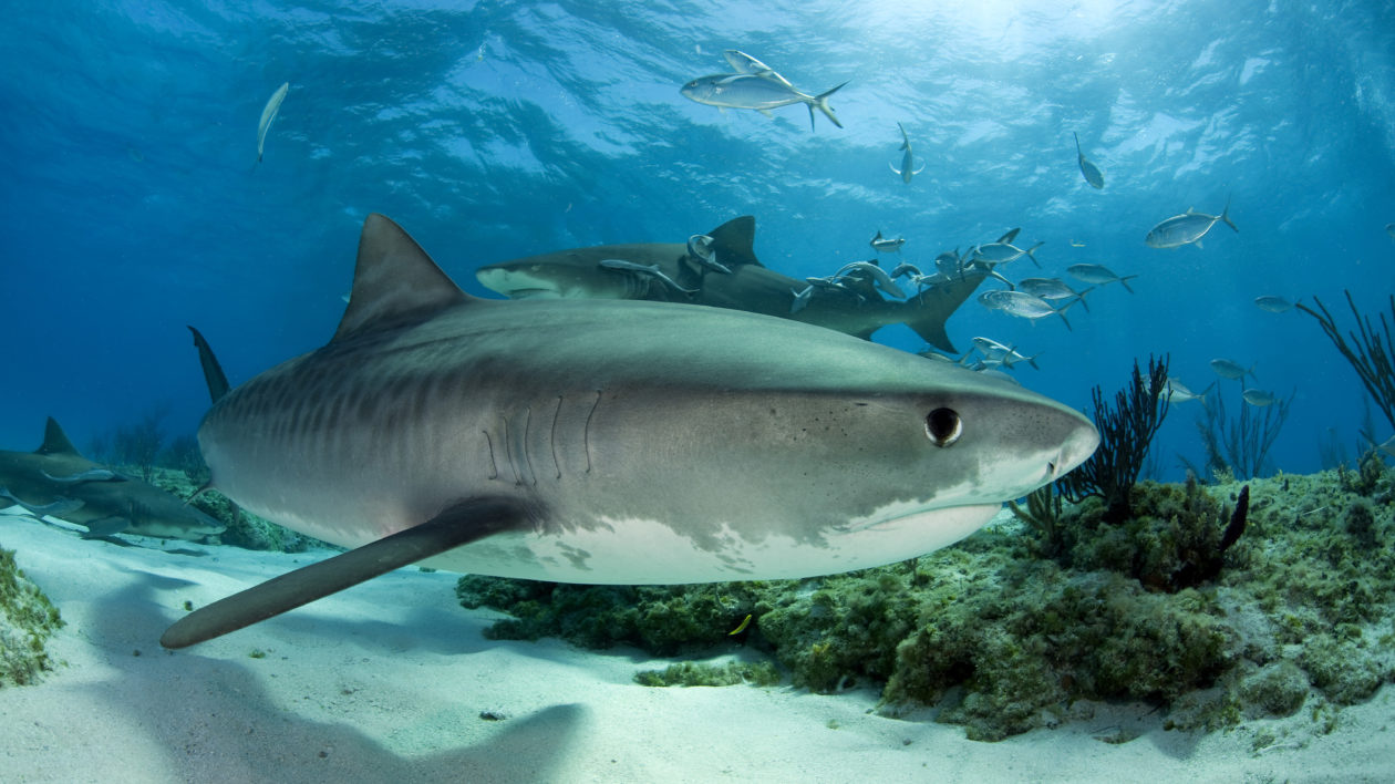 shark swimming past camera