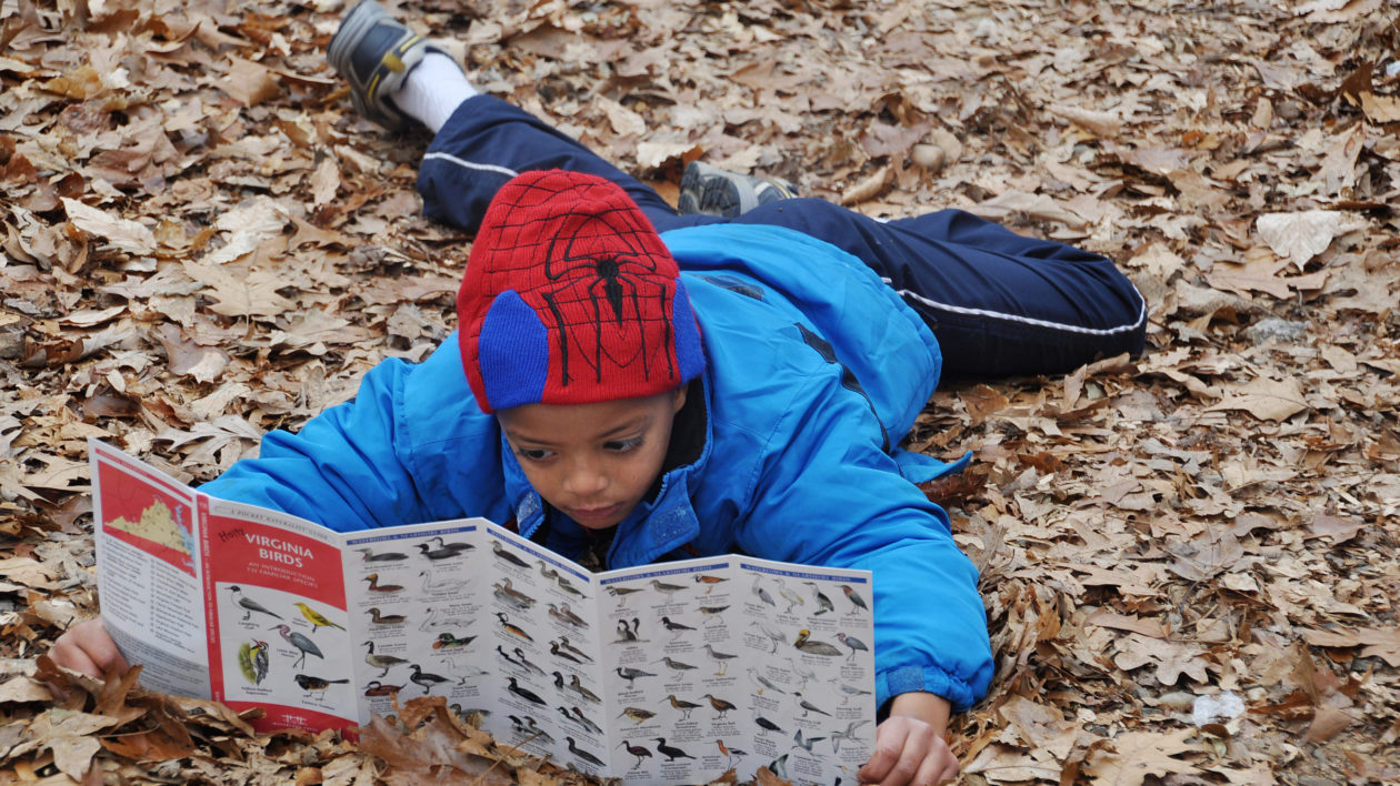 boy in a bed of leaves holding a field guide