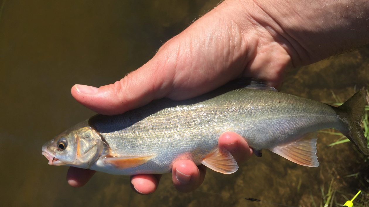 9 Cool Freshwater Fish You've Never Heard Of - Cool Green Science