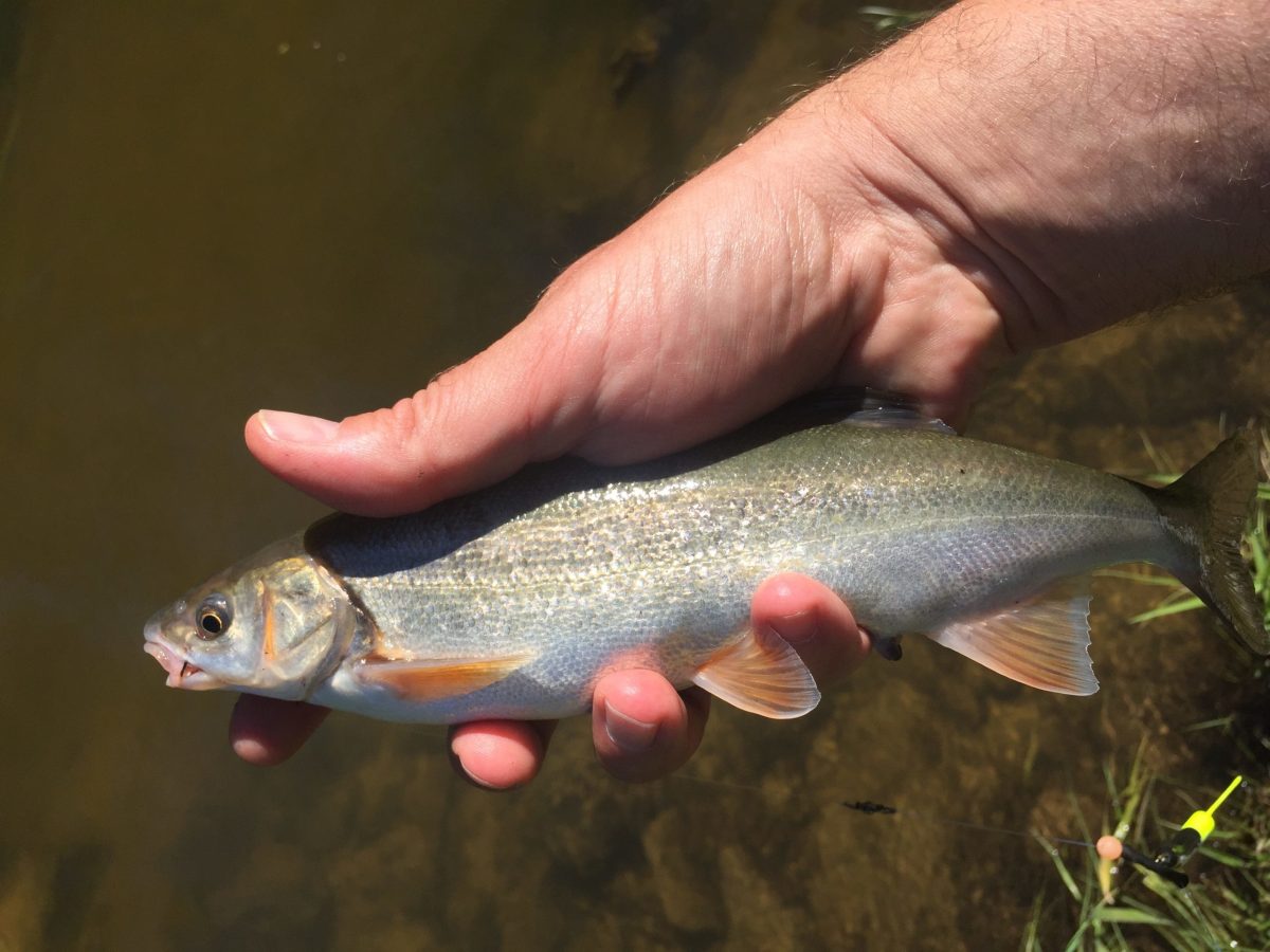 a hand holding a fish