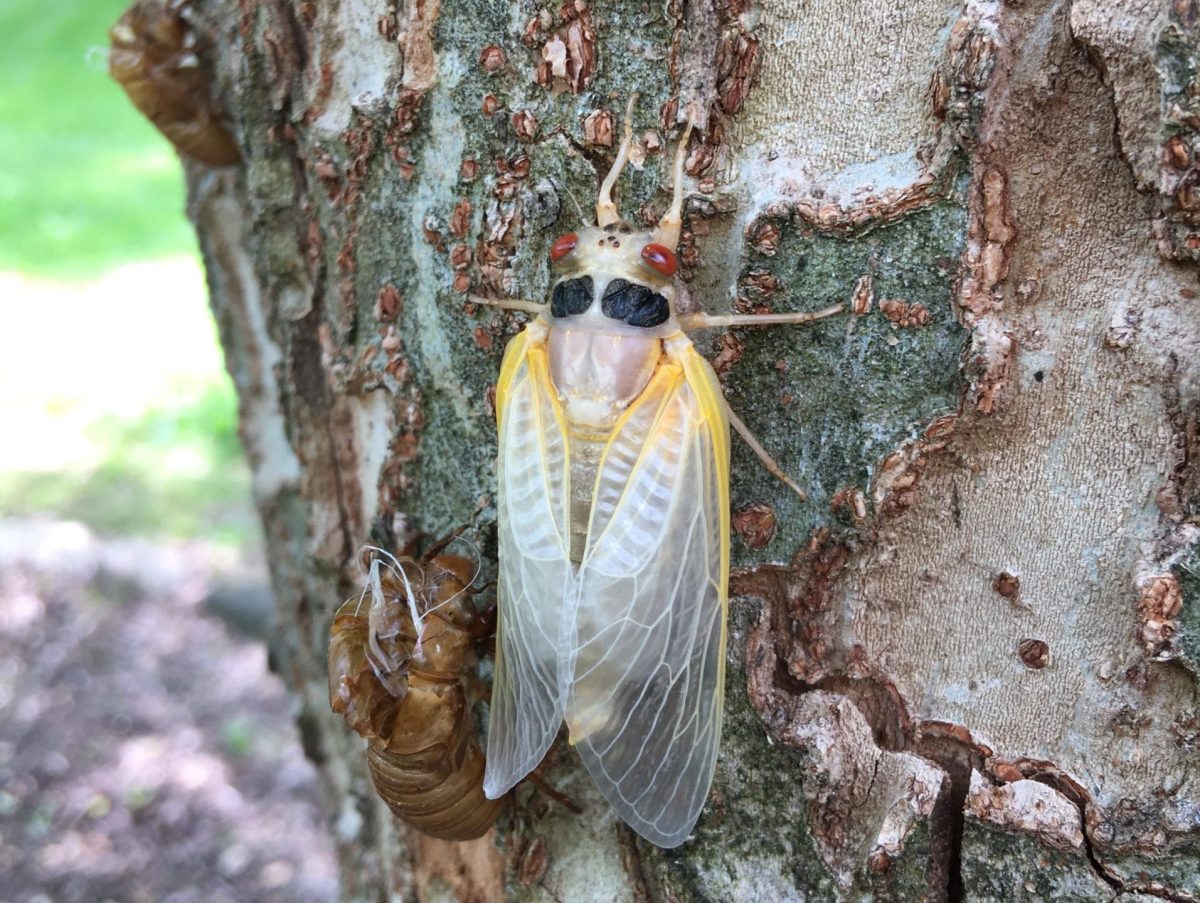 Brood X cicada