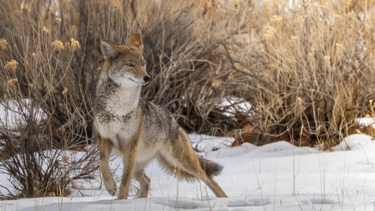 coyote running in snow