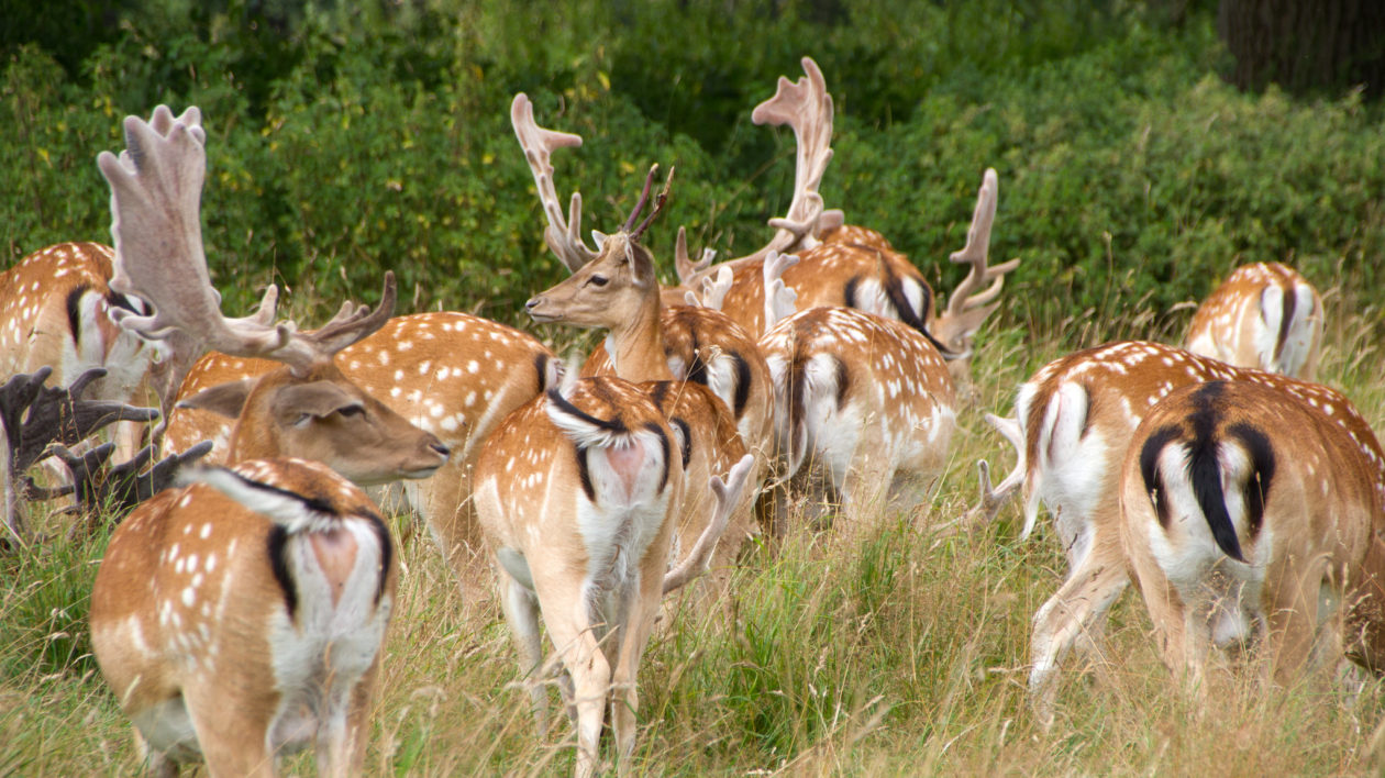 14794637444 b490e32fb2 k How the Fallow Deer Took Over the World