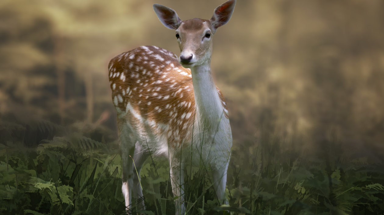 17050025586 90783ab946 k How the Fallow Deer Took Over the World