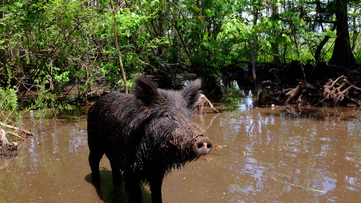 pig in water with mangrove behind