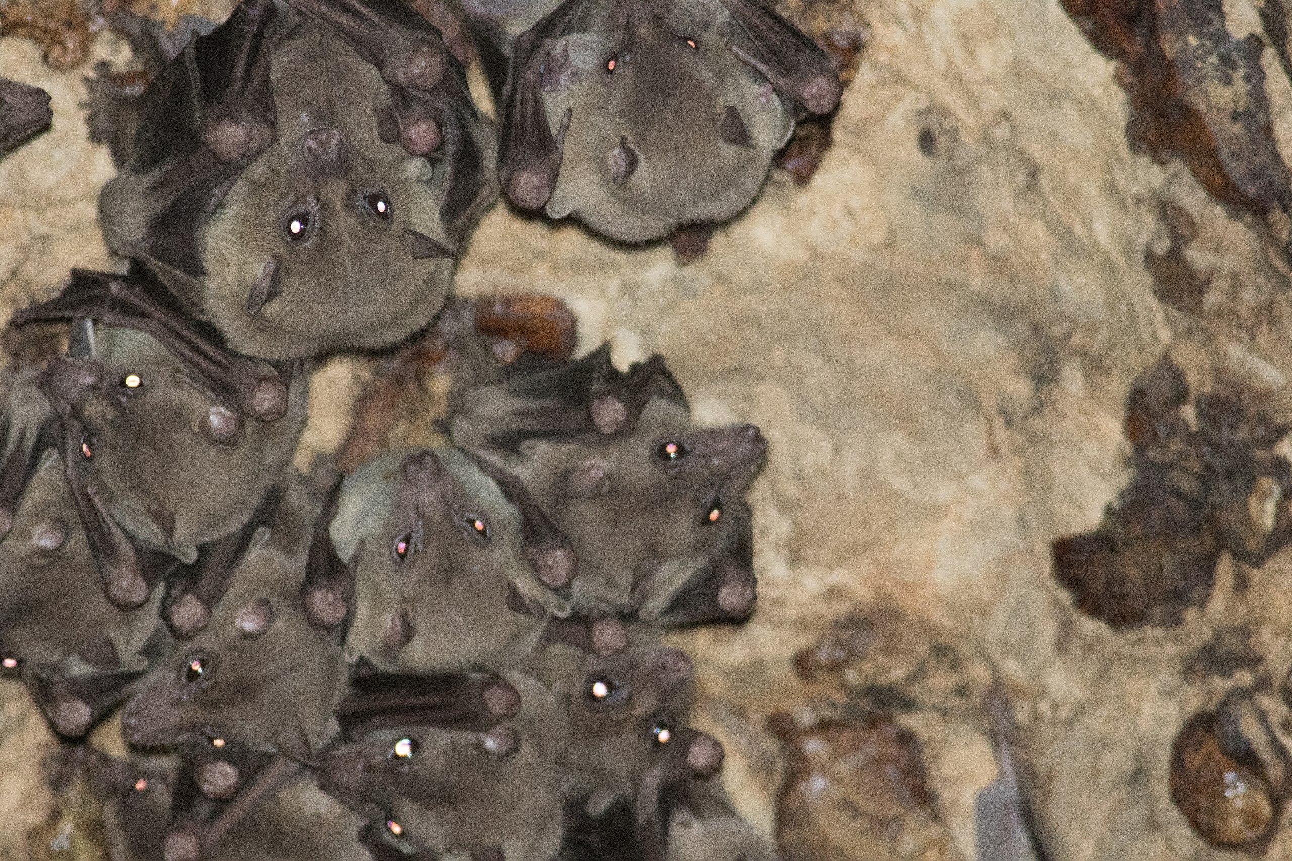 bats roosting in a cave