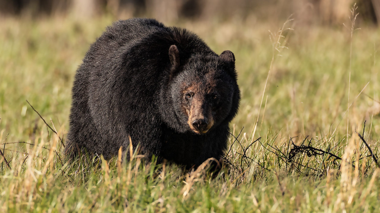 bear in a grassy field