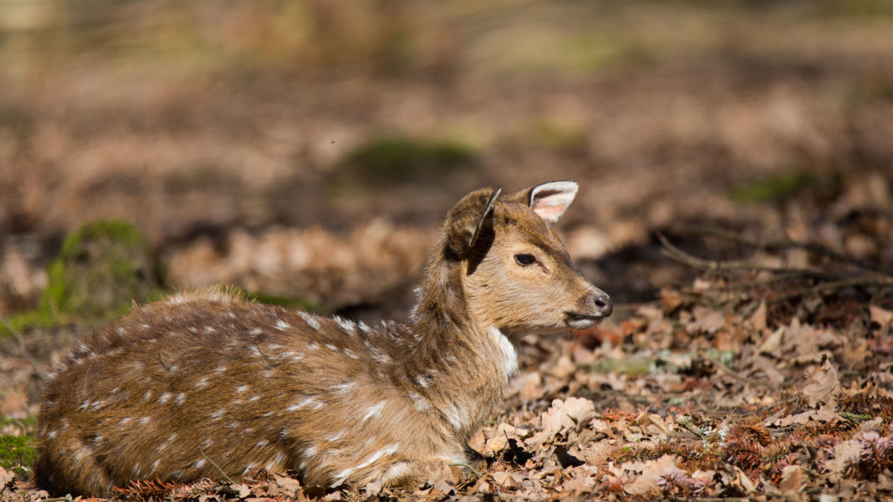 35316010396 0f8d041db3 k How the Fallow Deer Took Over the World