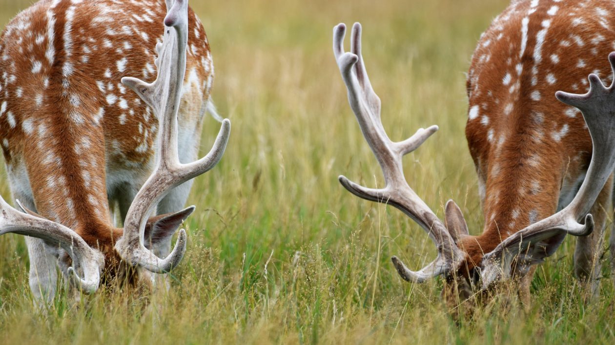 36285571725 c7f1b0f08a k How the Fallow Deer Took Over the World