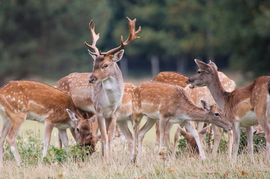 How the Fallow Deer Took the World