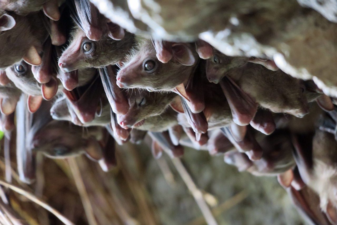 bats roosting