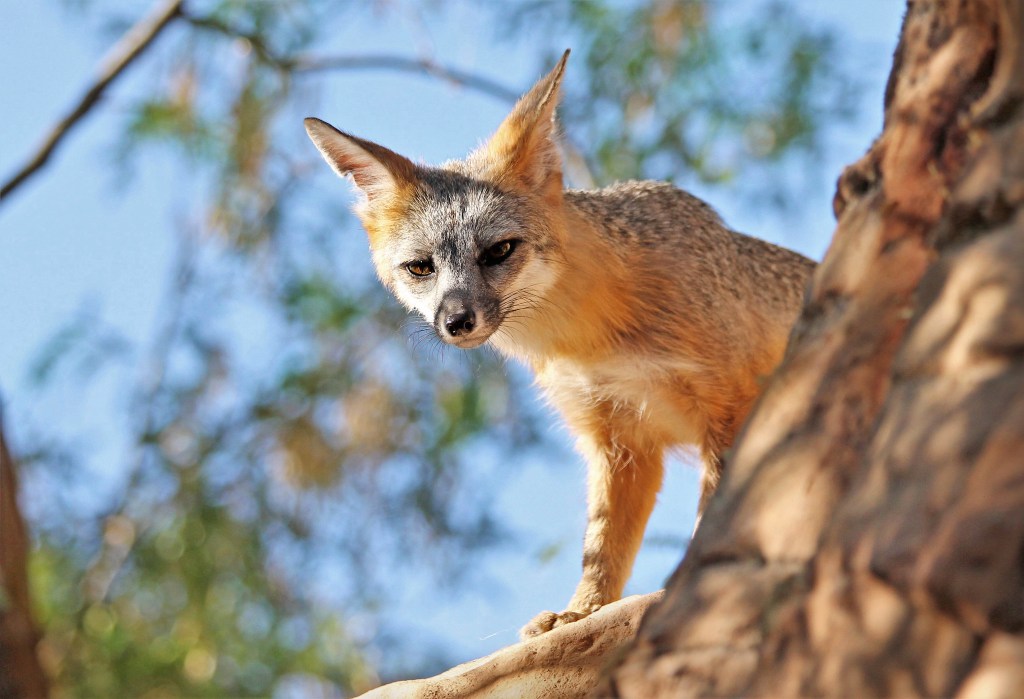 fox peering over a tree trunk