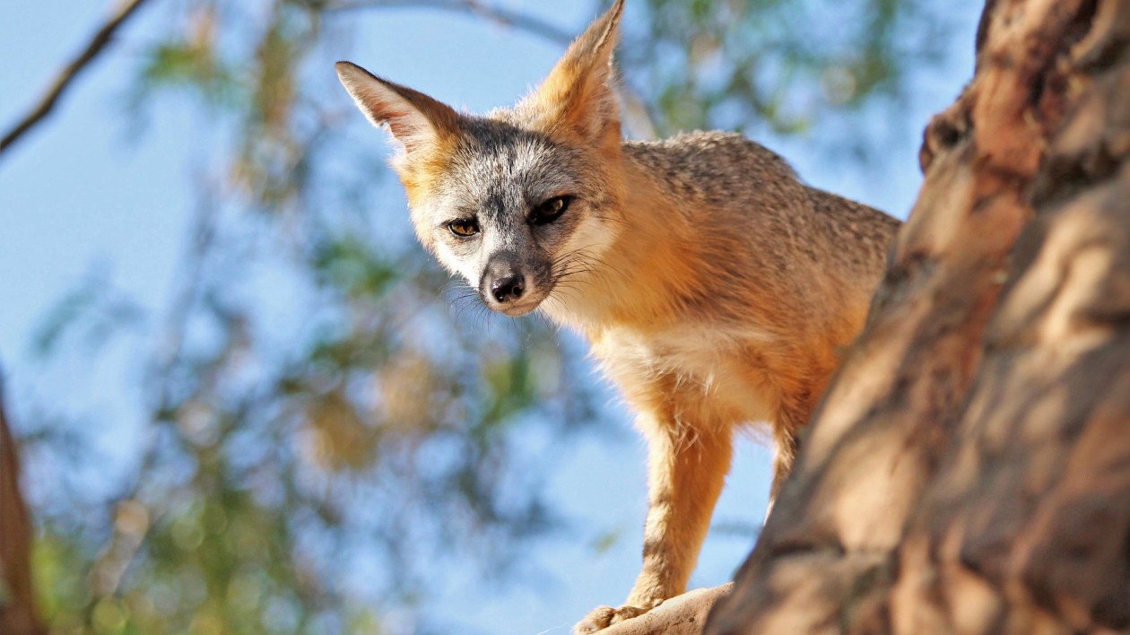 fox peering over a tree trunk