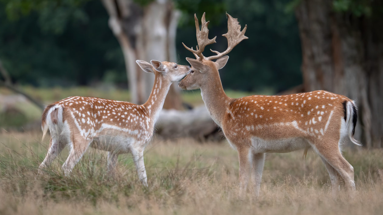 50285934207 32ffcf5f7f k How the Fallow Deer Took Over the World