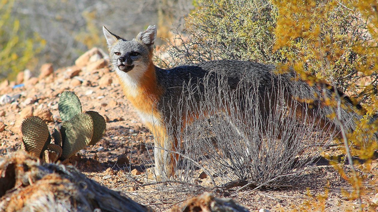 fox hiding behind a bush